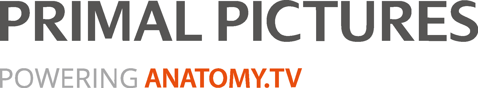 Primal Pictures Logo Vector Logo
